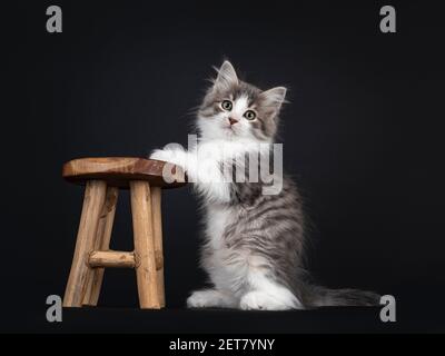 Liebenswert blau tabby Makrele Siberian Forestcat Katze Kätzchen, sitzend Seitenwege mit Vorderpfoten auf kleinen hölzernen Hocker. Blick direkt auf das Objektiv. Isola Stockfoto