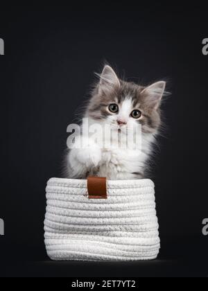 Liebenswert blau tabby Makrele Siberian Forestcat Katze Kätzchen, sitzt in weißen gestrickten Korb. Blick direkt auf das Objektiv. Isoliert auf schwarzem Hintergrund. Stockfoto