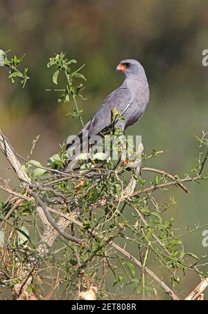 Dunkler Chanten-Goshawk (Melierax metabates metabates) Erwachsener auf dem Buschsee Baringo, Kenia November Stockfoto