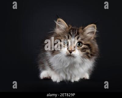 Niedliche schwarze Tabby mit weißen sibirischen Katze Kätzchen, die sich nach vorne. Blick auf die Kamera. Isoliert auf schwarzem Hintergrund. Stockfoto