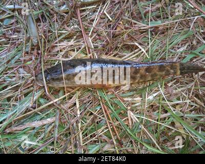 Frisch geernteter channa-Fisch in der Hand Schlangenkopf-Fisch in der Hand Stockfoto