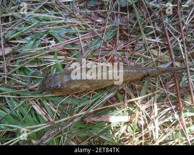 Glossogobius girius Stachelfisch, der durch Netze aus der Fischzucht gefangen wird Teich Stockfoto