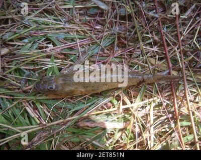 Glossogobius girius Stachelfisch, der durch Netze aus der Fischzucht gefangen wird Teich Stockfoto