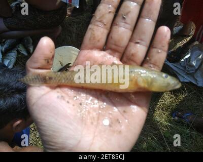 Glossogobius girius Stachelfisch, der durch Netze aus der Fischzucht gefangen wird Teich Stockfoto