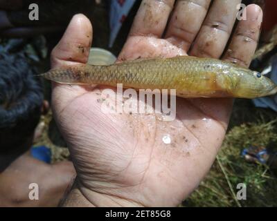 Glossogobius girius Stachelfisch, der durch Netze aus der Fischzucht gefangen wird Teich Stockfoto