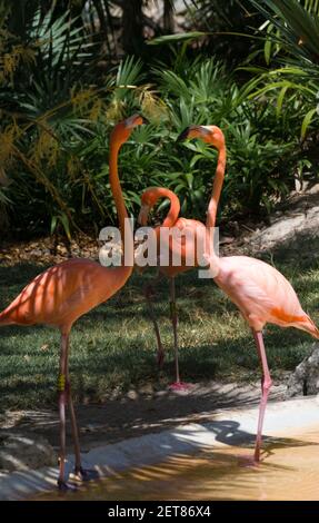 Flamingo ist ein sehr charmantes Tier. Wir können ihn in der Karibik treffen.Flamingos (Phoenicopteridae) ist eine Familie von Wasservögeln mit langem Hals und Beinen Stockfoto