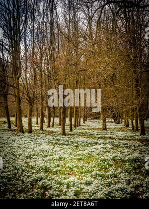 Snowdrop Woods im Welford Park, Berkshire mit einem frischen Teppich aus weißen Schneeglöckchen im Frühling. Stockfoto