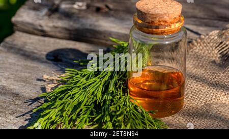 Gemeinsame Horsetail medizinische Kräuterpflanze mit destilliertem ätherischen Öl-Extrakt und Infusion in einem Glas Krug. Auch Equisetum Arvense. Isoliert auf weißer Rückseite Stockfoto