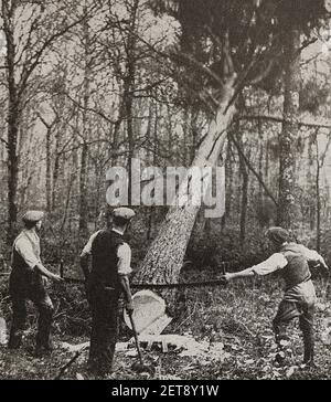 Ein Pressefoto aus dem Jahr 1930s von Förstern, die einen schotten Fällen Kiefer im New Forest mit einer Quersäge (UK) Stockfoto