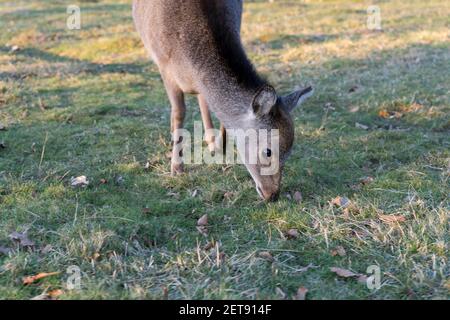 Single Roe (Capreolus Capreolus) Hirsche grasen Gräser im Landschaftspark in Kent Stockfoto
