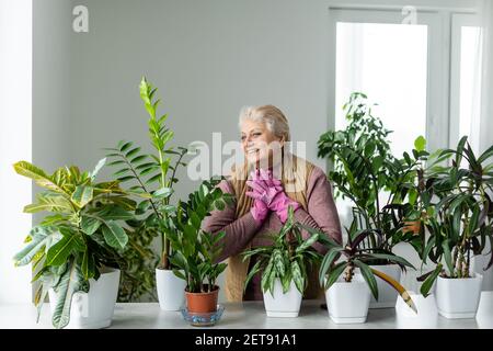 Pflanzen verpflanzen. Topfhaus Pflanzen. Ältere Frau ist in ihrem Hobby beschäftigt. Eingetopfte grüne Pflanzen zu Hause Stockfoto