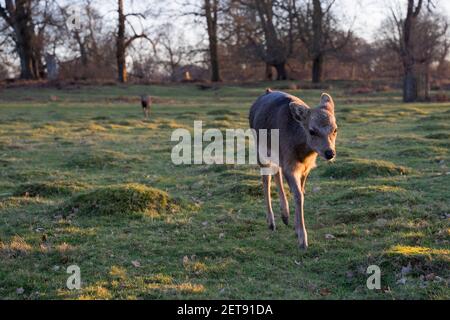 Sonnenuntergang scheint auf einem Damwild auf der Suche nach ihrer Herde Im Landschaftspark in Kent Stockfoto
