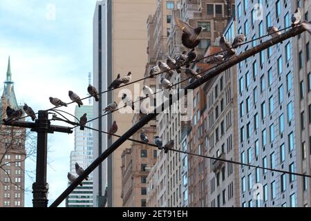 Eine Gruppe von Felstauben, die auf einem Laternenpfosten in Manhattan, New York, sitzen; eine fliegt davon Stockfoto