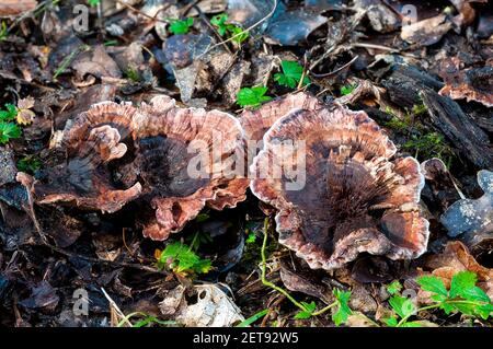 Fruchtkörper von zonierten Zahnpilzen (Hydnellum concrescens), die im Blattstreu auf dem Waldboden im New Forest, Hampshire wachsen. Oktober. Stockfoto