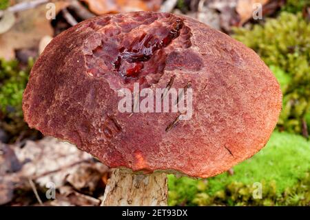 Ein Fruchtkörper aus zonierten Zahnpilzen (Hydnellum concrescens), der im Blattstreu auf dem Waldboden im New Forest, Hampshire wächst. Oktober. Stockfoto