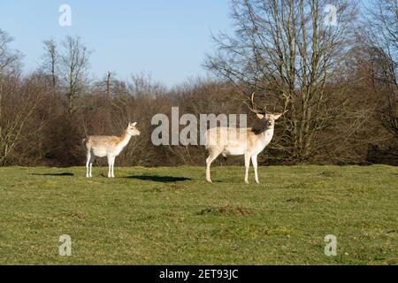 Damhirsch (Cervus nippon) Mit Rehkitz stehen und genießen Sie die Sonne im Landschaftspark In Kent Stockfoto