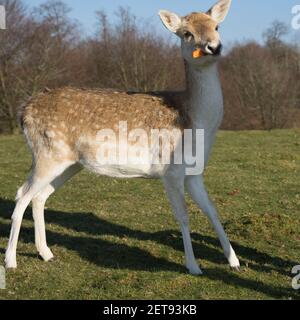 Damwild beim Essen einer Karotte im Landpark in Kent Stockfoto