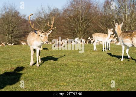 Damhirsch (Cervus nippon) Hirsch halten eine hohe wachsam auf die Umgebung, mit Geschwistern grasen, im Landschaftspark in Kent Stockfoto