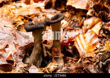 Fruchtkörper des Horns of Plenty Pilzes (Craterellus cornucopioides), die inmitten von gefallenen Buchenblättern im New Forest, Hampshire wachsen. Oktober. Stockfoto