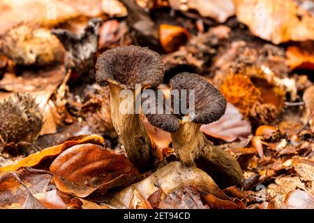 Fruchtkörper des Horns of Plenty Pilzes (Craterellus cornucopioides), die inmitten von gefallenen Buchenblättern im New Forest, Hampshire wachsen. Oktober. Stockfoto