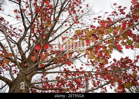 Rot gefärbte Herbstblätter der Scharlacheiche, Quercus coccinea, in Nord-Florida. Stockfoto