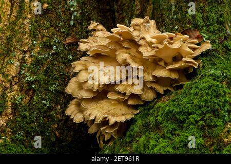 Der Fruchtkörper eines riesigen Polyporus (Meripilus giganteus), der an der Basis eines moosbedeckten Baumes im New Forest, Hampshire wächst. Oktober. Stockfoto
