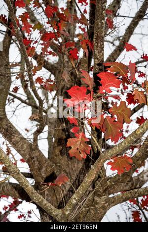 Rot gefärbte Herbstblätter der Scharlacheiche, Quercus coccinea, in Nord-Florida. Stockfoto