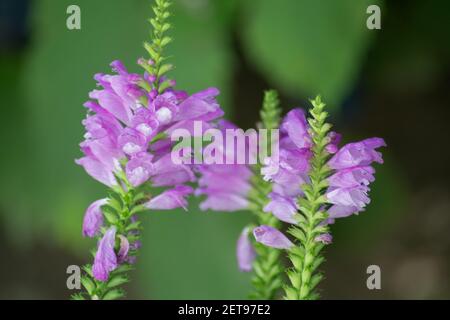 Physostegia virginiana, gehorsam Pflanze mit kleinen rosa Blüten und Knospen und grünen Blättern, Makro von Amazing Dainty oder False Dragonhead, selektiver Fokus Stockfoto