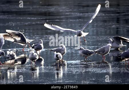 Eine schöne Aufnahme von Möwen, die auf den Steinen stehen Das Wasser und das Fliegen über dem Wasser Stockfoto