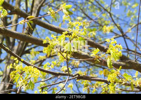 Nahaufnahme von Blumen und jungen Blättern des Ahorns Baum auf blauem Himmel Hintergrund Stockfoto