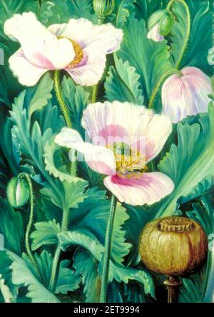 Marianne North Kunstwerk mit dem Titel Opium Poppy. Stockfoto