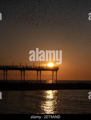 Stare bei Sonnenuntergang am Aberystwyth Pier. Das jährliche spektakuläre Murmeln von Zehntausenden von Staren in Cardigan Bay während eines Winteruntergangs. Stockfoto