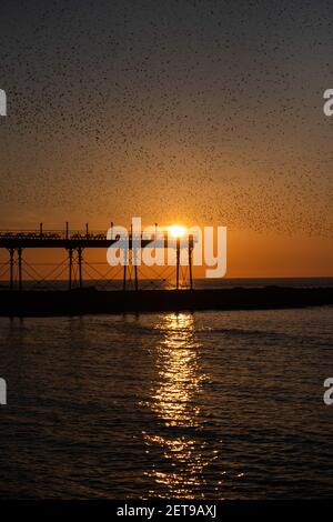 Stare bei Sonnenuntergang am Aberystwyth Pier. Das jährliche spektakuläre Murmeln von Zehntausenden von Staren in Cardigan Bay während eines Winteruntergangs. Stockfoto