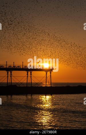 Stare bei Sonnenuntergang am Aberystwyth Pier. Das jährliche spektakuläre Murmeln von Zehntausenden von Staren in Cardigan Bay während eines Winteruntergangs. Stockfoto