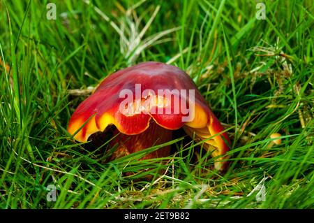 Ein Fruchtkörper aus purpurroten Wachskappen (Hygrocybe punicea), der im Grasland des Longshaw Estate im Peak District National Park, Derbyshire, wächst. Okto Stockfoto