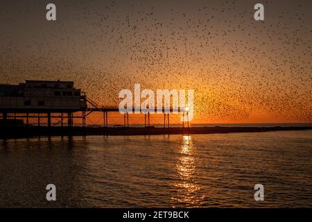 Stare bei Sonnenuntergang am Aberystwyth Pier. Das jährliche spektakuläre Murmeln von Zehntausenden von Staren in Cardigan Bay während eines Winteruntergangs. Stockfoto