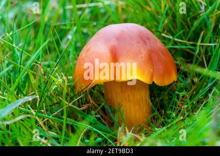 Ein Fruchtkörper aus purpurroten Wachskappen (Hygrocybe punicea), der im Grasland des Longshaw Estate im Peak District National Park, Derbyshire, wächst. Okto Stockfoto
