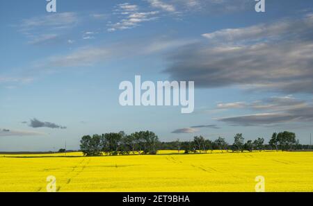 Ein blühendes, gelbes Rapsfeld unter einem dramatischen Himmel im Rocky View County Alberta Canada. Stockfoto