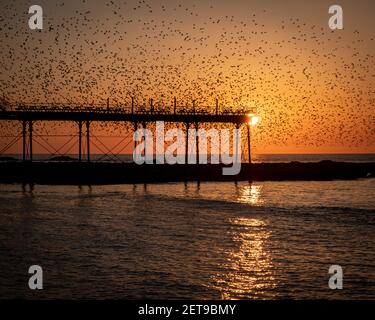 Stare bei Sonnenuntergang am Aberystwyth Pier. Das jährliche spektakuläre Murmeln von Zehntausenden von Staren in Cardigan Bay während eines Winteruntergangs. Stockfoto