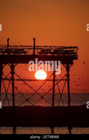 Stare bei Sonnenuntergang am Aberystwyth Pier. Das jährliche spektakuläre Murmeln von Zehntausenden von Staren in Cardigan Bay während eines Winteruntergangs. Stockfoto