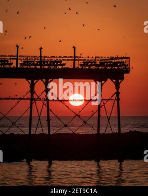 Stare bei Sonnenuntergang am Aberystwyth Pier. Das jährliche spektakuläre Murmeln von Zehntausenden von Staren in Cardigan Bay während eines Winteruntergangs. Stockfoto