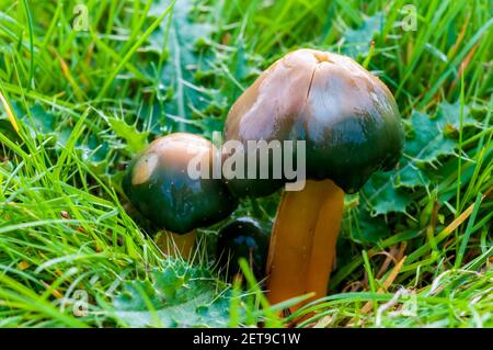 Fruchtkörper von Papageientauchkappen (Hygrocybe psittacina), die im Grasland auf dem Longshaw Estate im Peak District National Park, Derbyshire wachsen. Oz Stockfoto