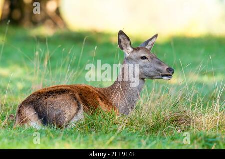 Eine Rothirschhinde (Cervus elaphus) sitzt auf dem Gras und kaut in Studley Royal, in der Nähe von Ripon, North Yorkshire. Oktober. Stockfoto