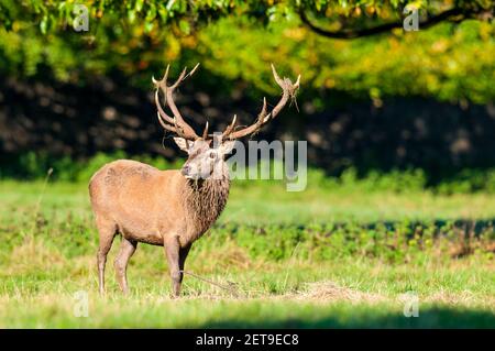 Ein reifer Rothirsch (Cervus elaphus) mit einem kompletten Geweih in Studley Royal, in der Nähe von Ripon, North Yorkshire. Oktober. Stockfoto