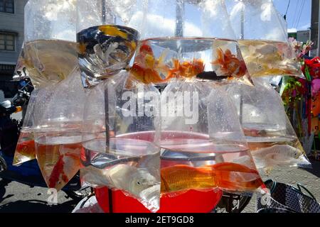 Aquarium Fische in Plastiktüten auf dem Straßenmarkt. Goldfisch im Beutel mit Wasser aus nächster Nähe. Da Lat, Vietnam Stockfoto
