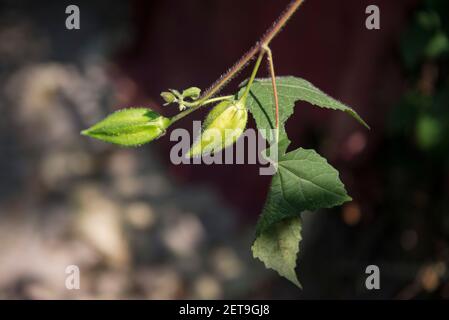 Bangladesch ist ein Land mit verschiedenen Arten von Blumen und Bäumen. Stockfoto