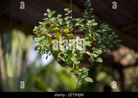 Bangladesch ist ein Land mit verschiedenen Arten von Blumen und Bäumen. Stockfoto