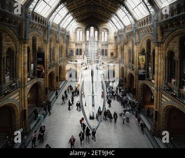 LONDON, VEREINIGTES KÖNIGREICH - 05. Feb 2020: 2020. Februar, London England: Riesiges blaues Walskelett im Natural History Museum. Viele Besucher im Mai Stockfoto