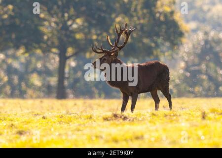 Ein erwachsener Rothirsch (Cervus elaphus) in Studley Royal, in der Nähe von Ripon, North Yorkshire. Oktober. Stockfoto