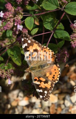 Gemalte Dame Schmetterling (Vanessa cardui) auf Oregano Blumen 'Origanum vulgare) in einem Somerset Garten. Stockfoto